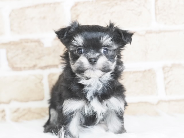 埼玉県のチワマル/マルチワ(チワワ×マルチーズ) (かねだい戸田店/2025年9月22日生まれ/女の子/ブラックホワイト)の子犬