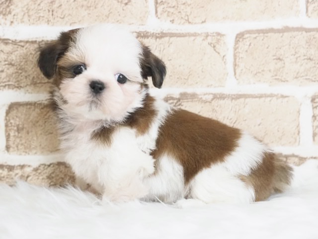 埼玉県のシーズー (かねだい戸田店/2025年9月22日生まれ/男の子/ゴールドホワイト)の子犬の1枚目の画像