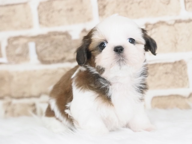 埼玉県のシーズー (かねだい戸田店/2025年9月22日生まれ/男の子/ゴールドホワイト)の子犬の3枚目の画像