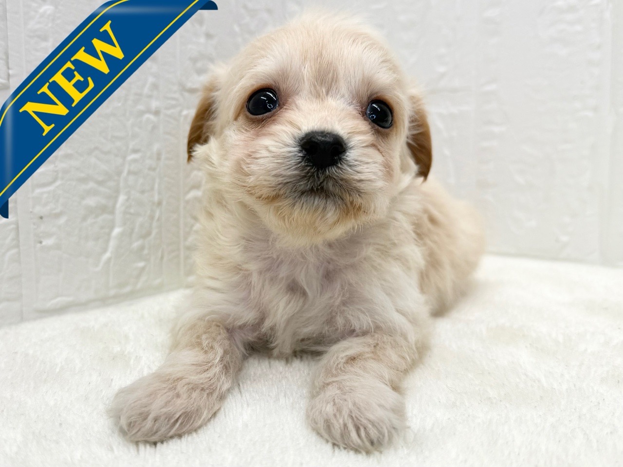 東京都のチワプー/プーチー(チワワ×プードル) (かねだい青梅店/2025年9月22日生まれ/男の子/クリーム)の子犬の1枚目の画像