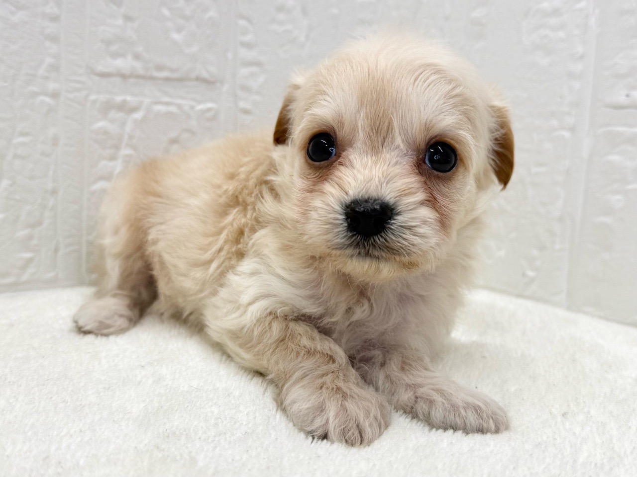 東京都のチワプー/プーチー(チワワ×プードル) (かねだい青梅店/2025年9月22日生まれ/男の子/クリーム)の子犬の3枚目の画像