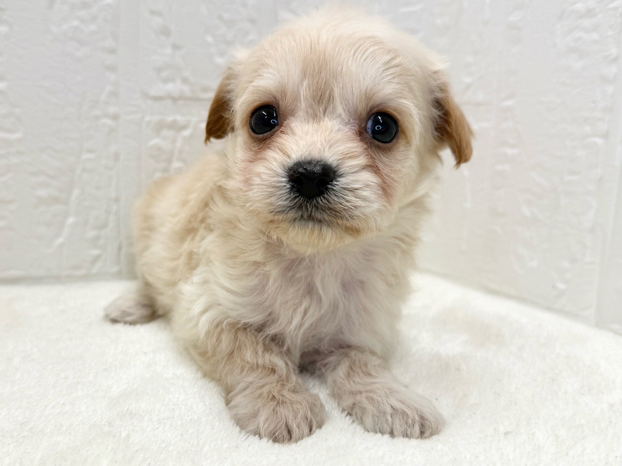 東京都のチワプー/プーチー(チワワ×プードル) (かねだい青梅店/2025年9月22日生まれ/男の子/クリーム)の子犬の4枚目の画像