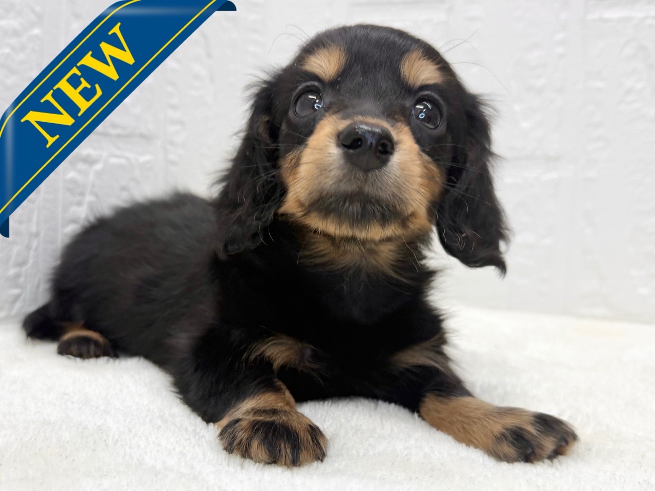 東京都のミニチュアダックスフンド(ロング) (かねだい青梅店/2025年9月21日生まれ/女の子/ブラックタン)の子犬の1枚目の画像