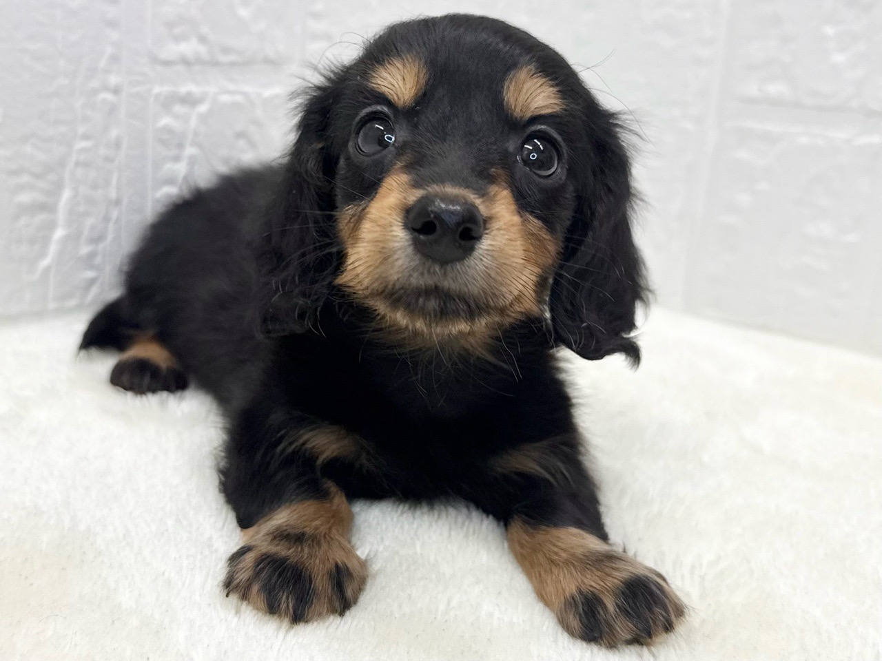 東京都のミニチュアダックスフンド(ロング) (かねだい青梅店/2025年9月21日生まれ/女の子/ブラックタン)の子犬の3枚目の画像