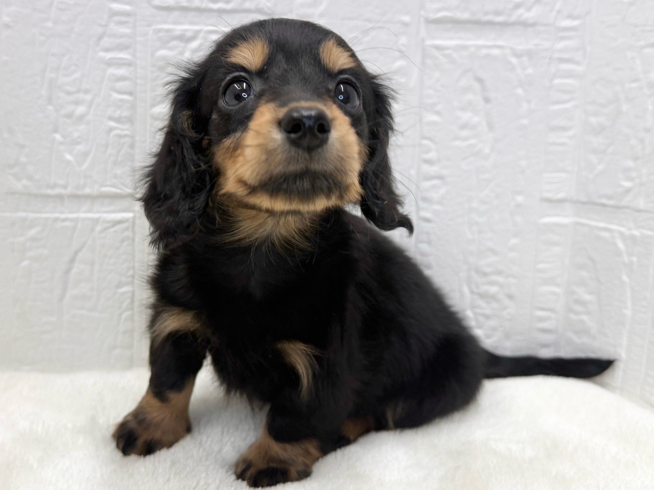 東京都のミニチュアダックスフンド(ロング) (かねだい青梅店/2025年9月21日生まれ/女の子/ブラックタン)の子犬の4枚目の画像