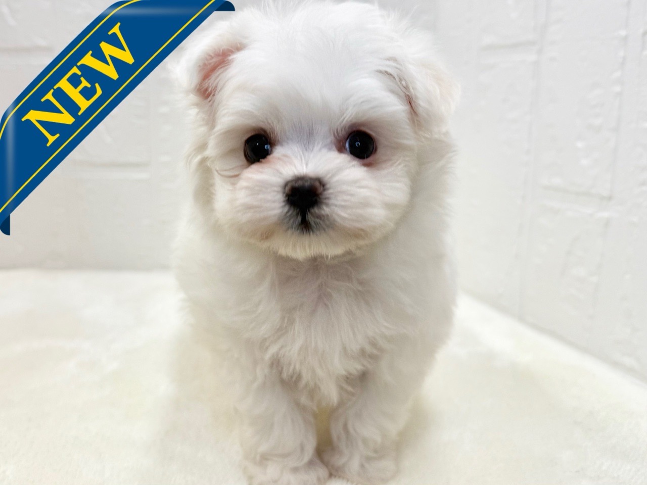 東京都のポメマル (かねだい青梅店/2025年9月23日生まれ/女の子/クリーム)の子犬の1枚目の画像