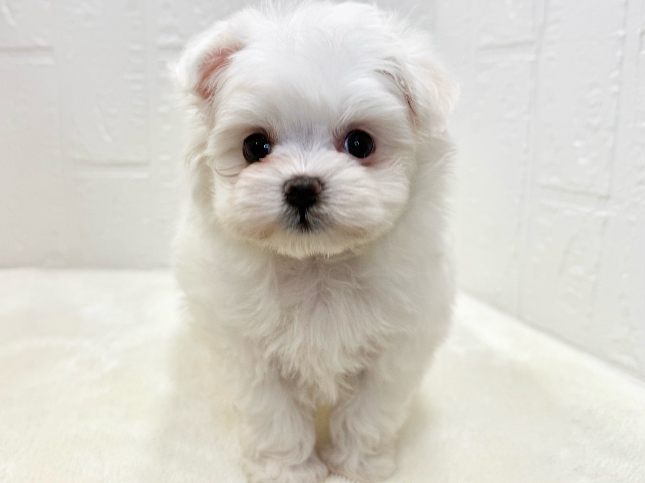 東京都のポメマル (かねだい青梅店/2025年9月23日生まれ/女の子/クリーム)の子犬の2枚目の画像