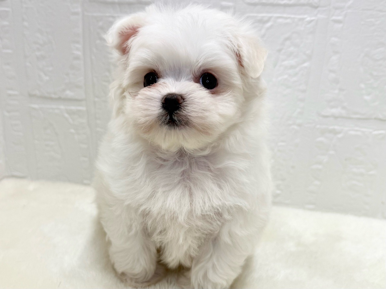 東京都のポメマル (かねだい青梅店/2025年9月23日生まれ/女の子/クリーム)の子犬の3枚目の画像