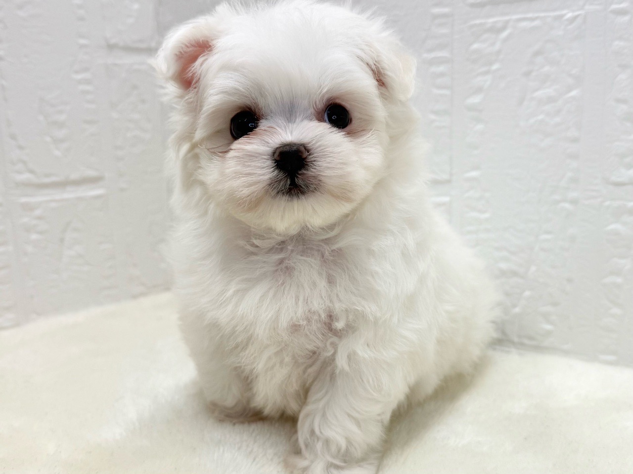 東京都のポメマル (かねだい青梅店/2025年9月23日生まれ/女の子/クリーム)の子犬の4枚目の画像