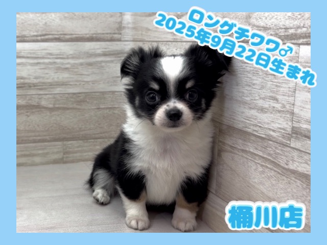 埼玉県のチワワ(ロング) (かねだい桶川店/2025年9月22日生まれ/男の子/ブラックタンホワイト)の子犬の1枚目の画像
