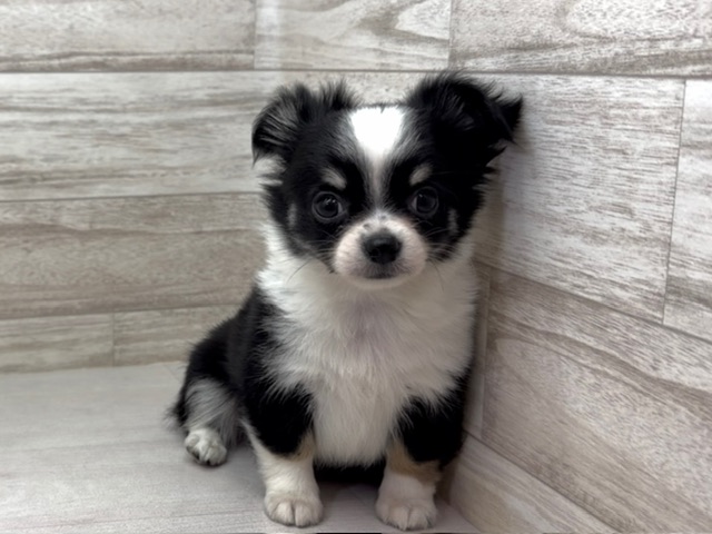 埼玉県のチワワ(ロング) (かねだい桶川店/2025年9月22日生まれ/男の子/ブラックタンホワイト)の子犬の2枚目の画像