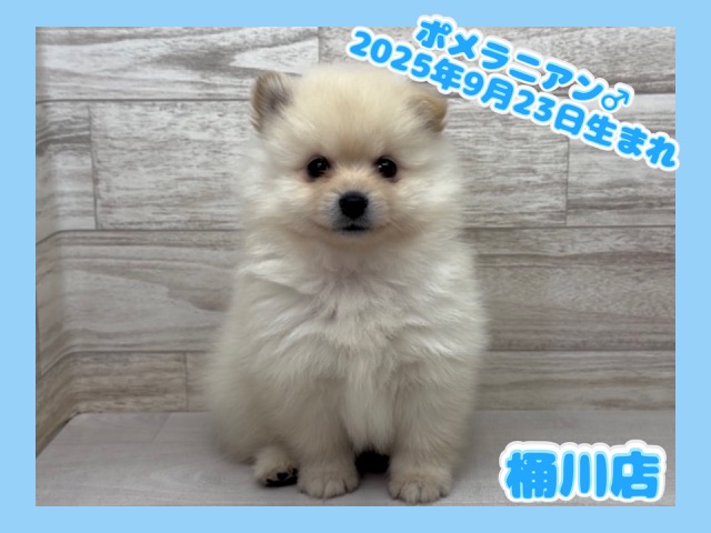 埼玉県のポメラニアン (かねだい桶川店/2025年9月23日生まれ/男の子/クリーム)の子犬の1枚目の画像