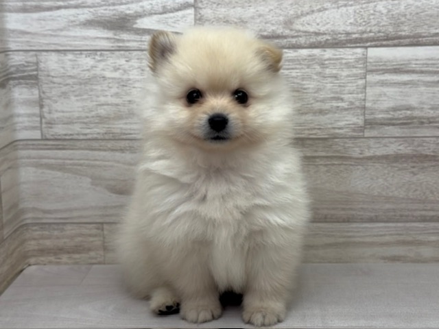 埼玉県のポメラニアン (かねだい桶川店/2025年9月23日生まれ/男の子/クリーム)の子犬の2枚目の画像