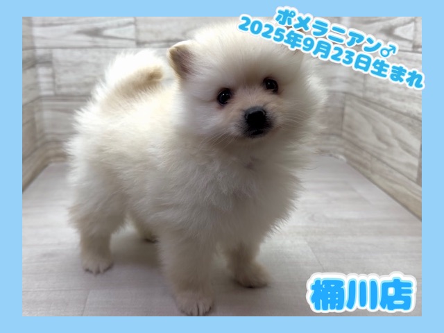 埼玉県のポメラニアン (かねだい桶川店/2025年9月23日生まれ/男の子/クリーム)の子犬の1枚目の画像