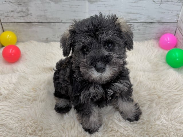 新潟県のミニチュアシュナウザー (かねだいペットトライアル魚沼/2025年9月15日生まれ/女の子/ソルトペッパー)の子犬の1枚目の画像