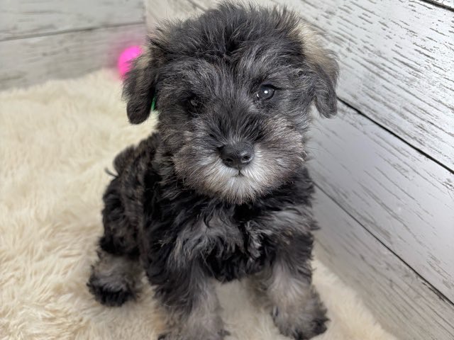 新潟県のミニチュアシュナウザー (かねだいペットトライアル魚沼/2025年9月15日生まれ/女の子/ソルトペッパー)の子犬の2枚目の画像