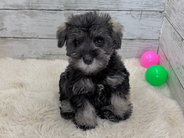 新潟県のミニチュアシュナウザー (かねだいペットトライアル魚沼/2025年9月15日生まれ/女の子/ソルトペッパー)の子犬の3枚目の画像