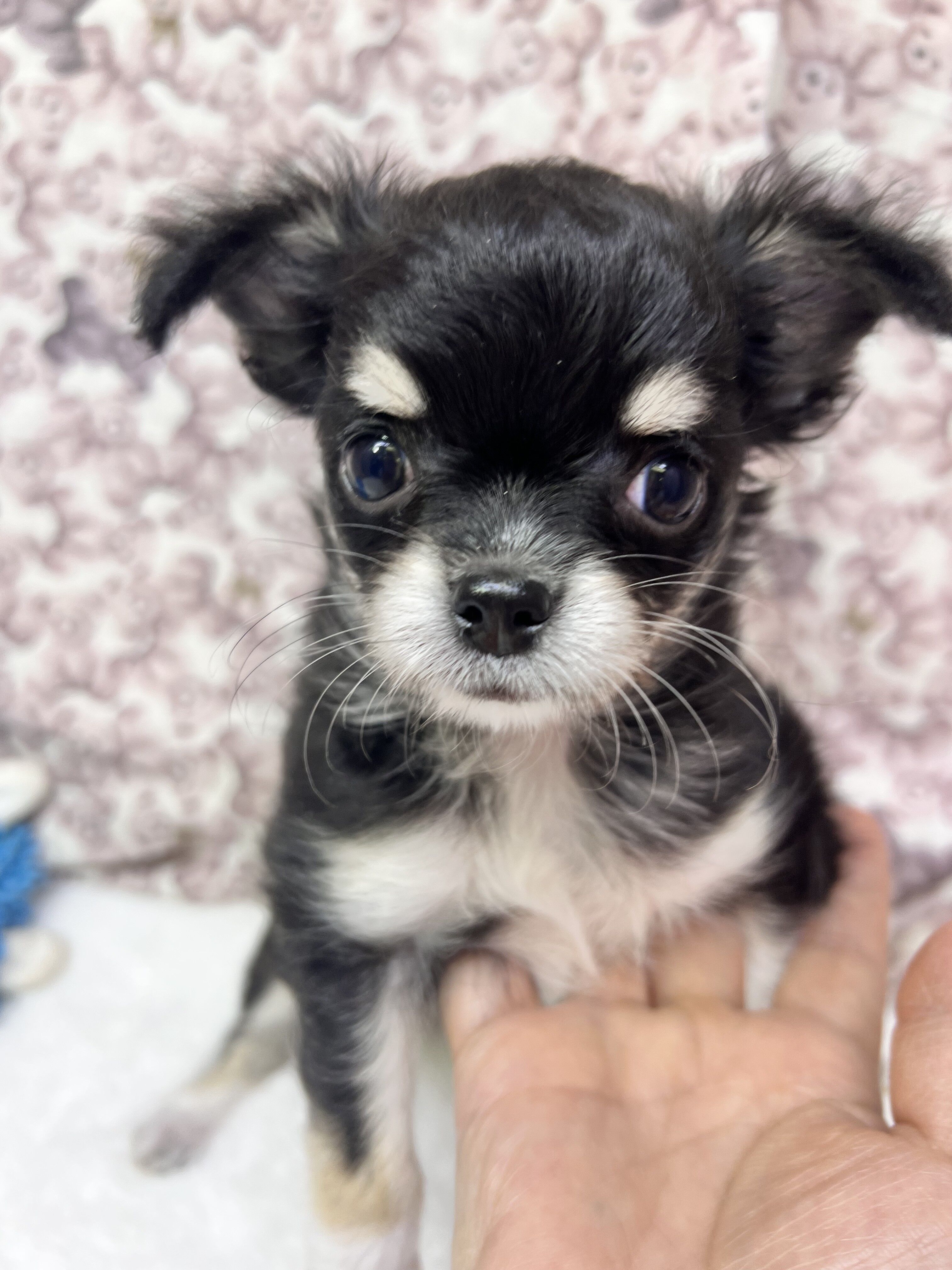 茨城県のチワワ(ロング) (かねだいペットトライアル利根川/2025年9月6日生まれ/男の子/ブラックタンホワイト)の子犬の2枚目の画像