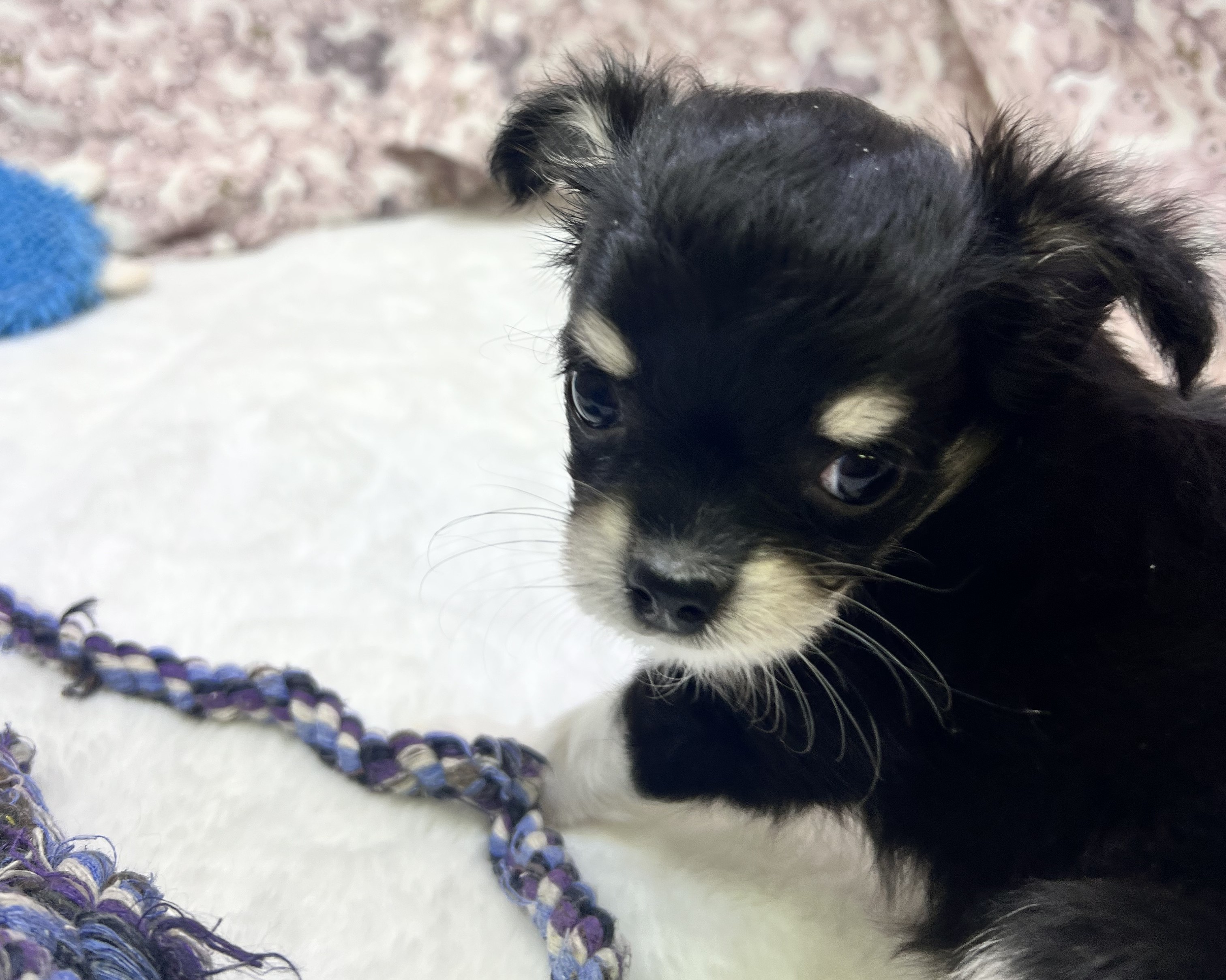 茨城県のチワワ(ロング) (かねだいペットトライアル利根川/2025年9月6日生まれ/男の子/ブラックタンホワイト)の子犬の3枚目の画像