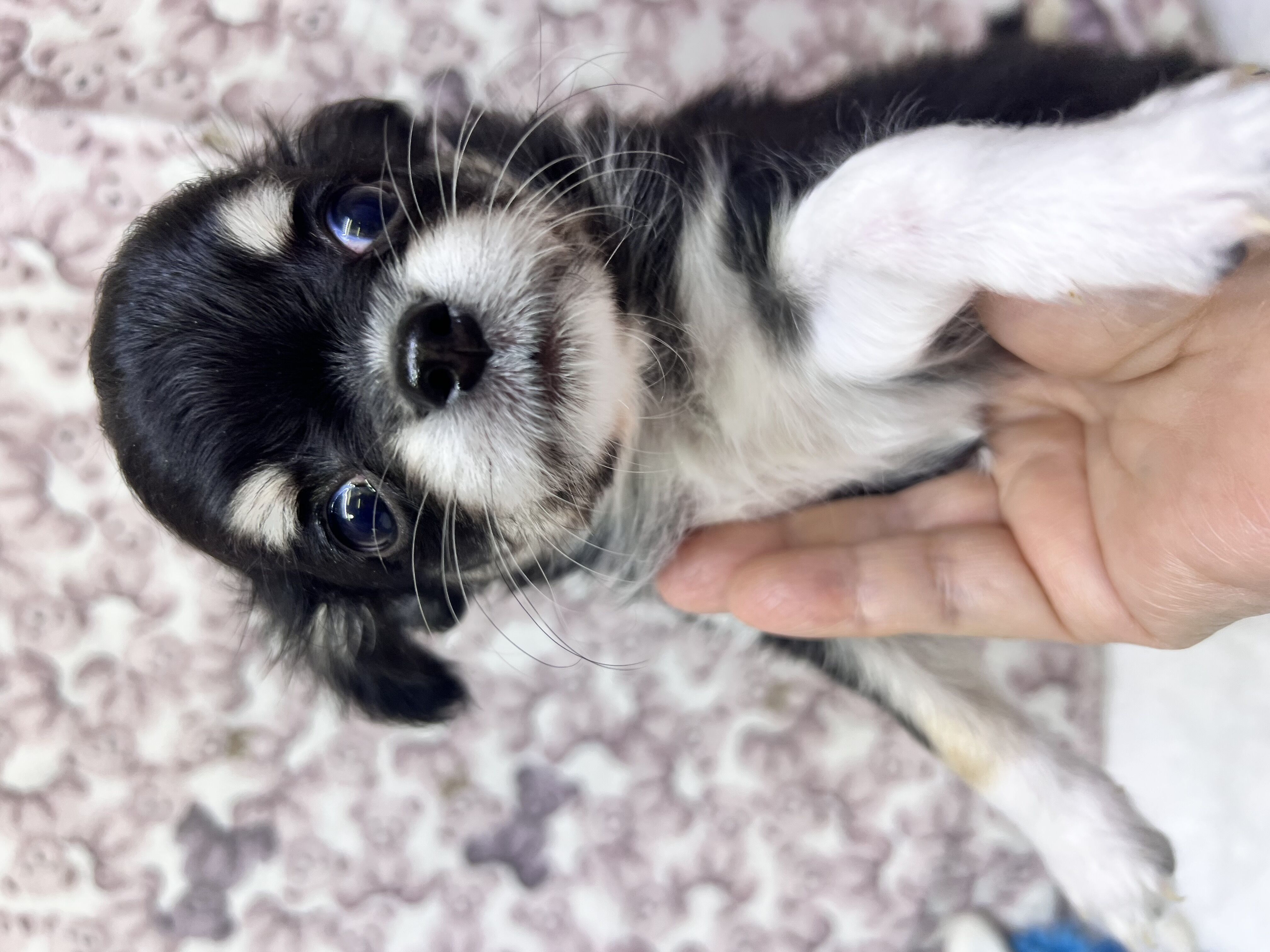 茨城県のチワワ(ロング) (かねだいペットトライアル利根川/2025年9月6日生まれ/男の子/ブラックタンホワイト)の子犬の1枚目の画像