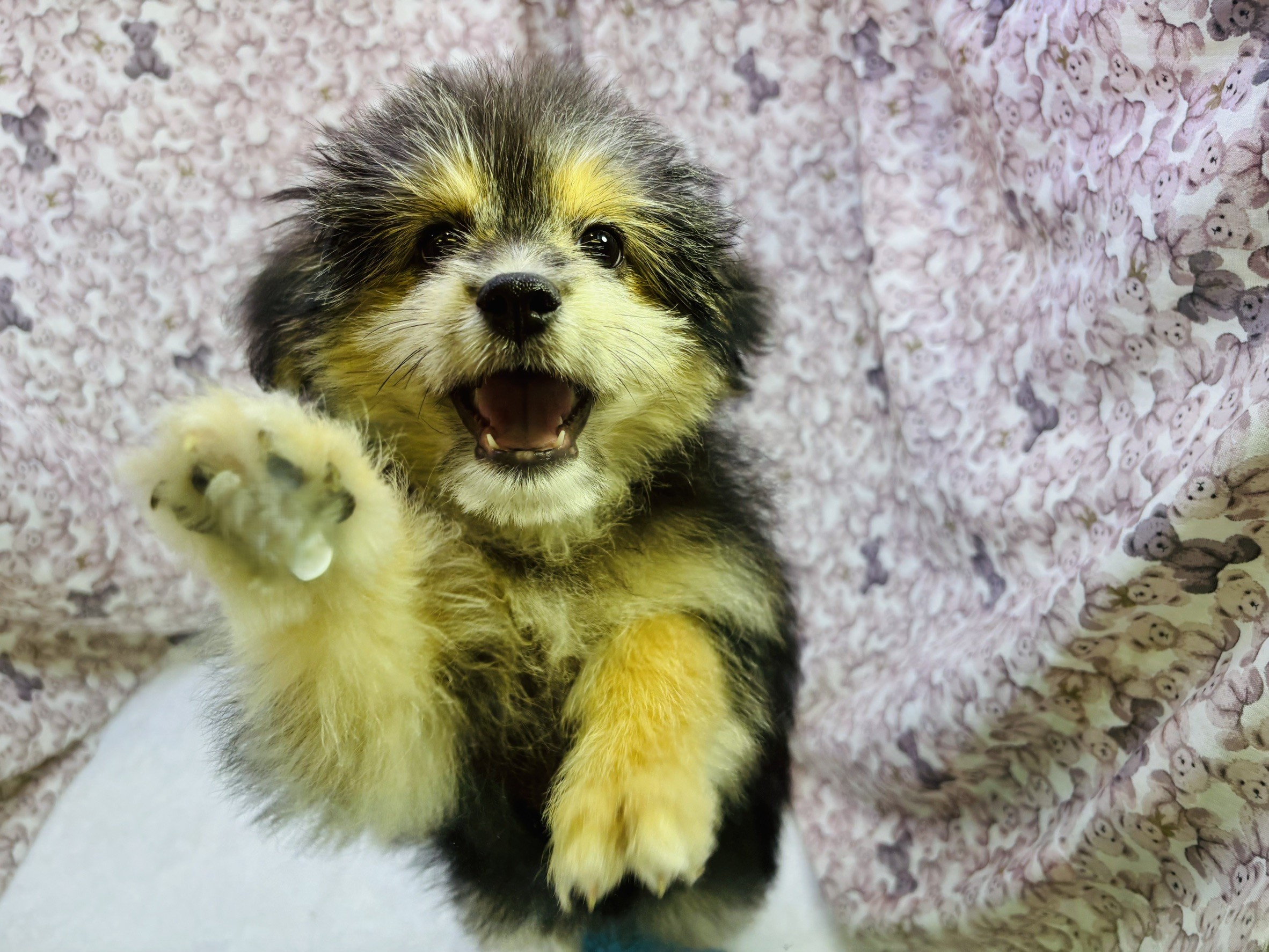 茨城県のポメプー(ポメラニアン×プードル) (かねだいペットトライアル利根川/2025年8月15日生まれ/男の子/ブラックタン)の子犬の2枚目の画像