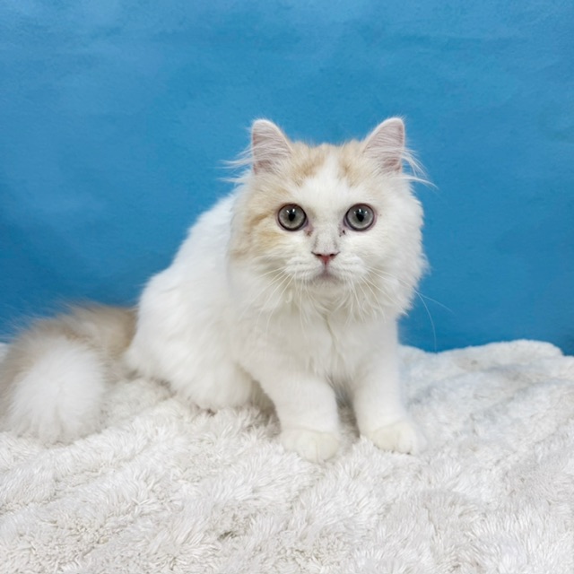 千葉県のラガマフィン (かねだい四街道店/2025年6月22日生まれ/男の子/クリームタビーホワイト)の子猫の1枚目の画像