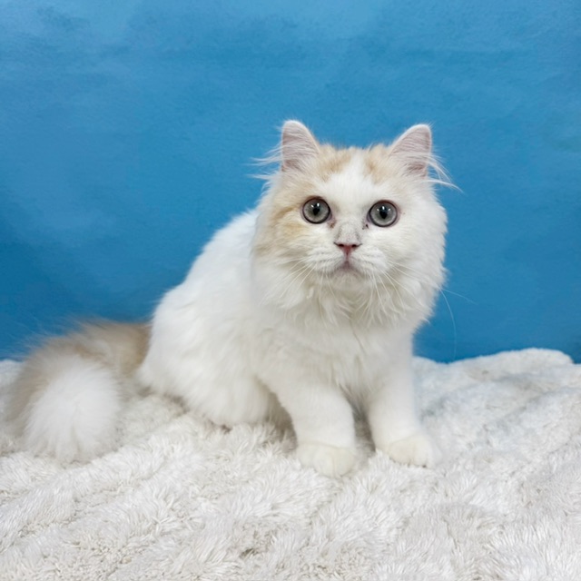 千葉県のラガマフィン (かねだい四街道店/2025年6月22日生まれ/男の子/クリームタビーホワイト)の子猫の2枚目の画像