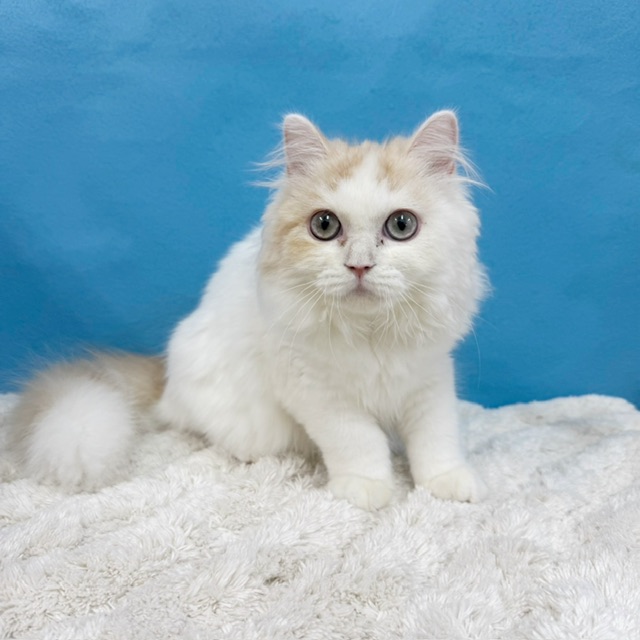 千葉県のラガマフィン (かねだい四街道店/2025年6月22日生まれ/男の子/クリームタビーホワイト)の子猫の3枚目の画像