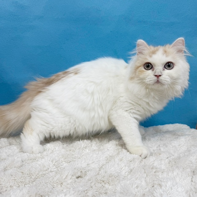 千葉県のラガマフィン (かねだい四街道店/2025年6月22日生まれ/男の子/クリームタビーホワイト)の子猫の4枚目の画像