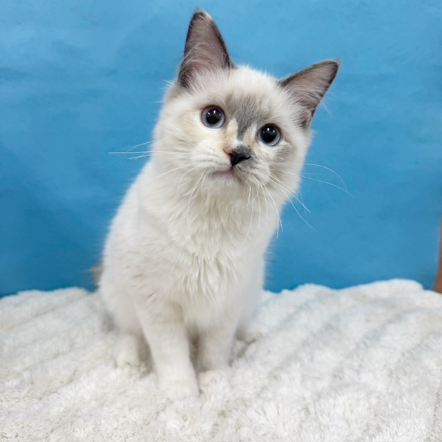 千葉県のラグドール (かねだい四街道店/2025年5月14日生まれ/女の子/シールポイント)の子猫の2枚目の画像