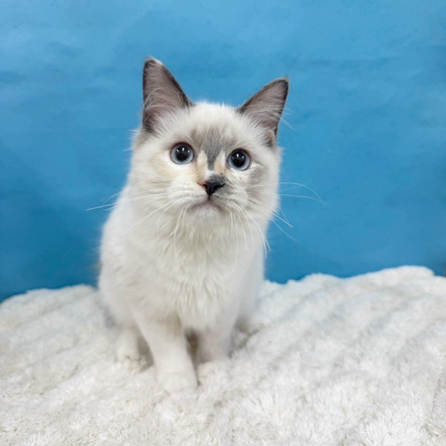 千葉県のラグドール (かねだい四街道店/2025年5月14日生まれ/女の子/シールポイント)の子猫の3枚目の画像