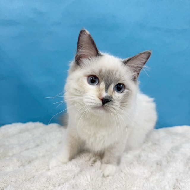 千葉県のラグドール (かねだい四街道店/2025年5月14日生まれ/女の子/シールポイント)の子猫の4枚目の画像