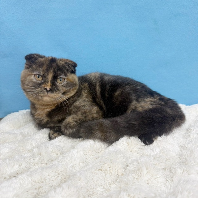 千葉県のスコティッシュフォールド (かねだい四街道店/2025年7月4日生まれ/女の子/トーティーシェル)の子猫の1枚目の画像