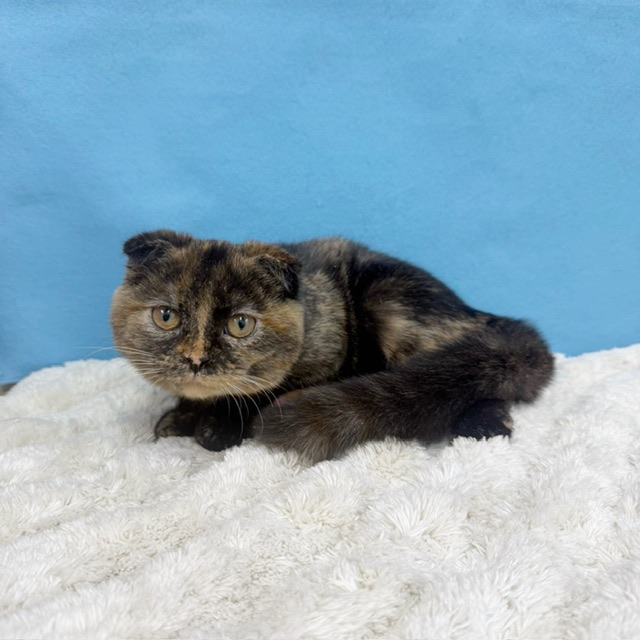 千葉県のスコティッシュフォールド (かねだい四街道店/2025年7月4日生まれ/女の子/トーティーシェル)の子猫の2枚目の画像