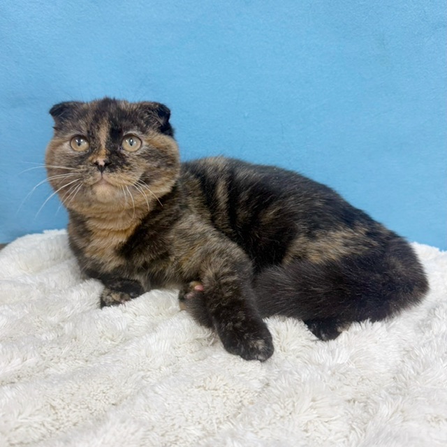 千葉県のスコティッシュフォールド (かねだい四街道店/2025年7月4日生まれ/女の子/トーティーシェル)の子猫の3枚目の画像