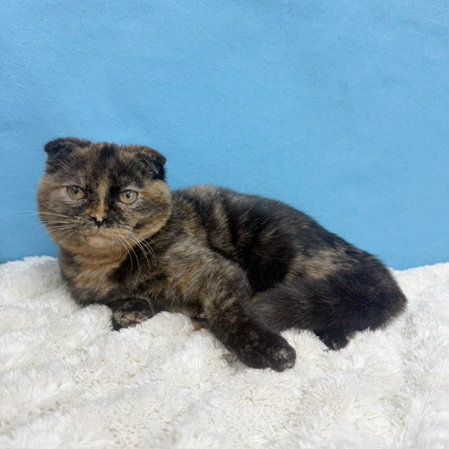 千葉県のスコティッシュフォールド (かねだい四街道店/2025年7月4日生まれ/女の子/トーティーシェル)の子猫の4枚目の画像