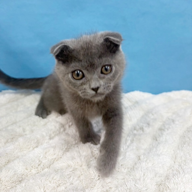 千葉県のスコティッシュフォールド (かねだい四街道店/2025年8月28日生まれ/男の子/ブルー)の子猫の1枚目の画像