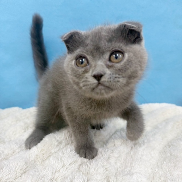 千葉県のスコティッシュフォールド (かねだい四街道店/2025年8月28日生まれ/男の子/ブルー)の子猫の2枚目の画像