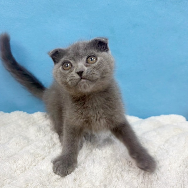 千葉県のスコティッシュフォールド (かねだい四街道店/2025年8月28日生まれ/男の子/ブルー)の子猫の3枚目の画像