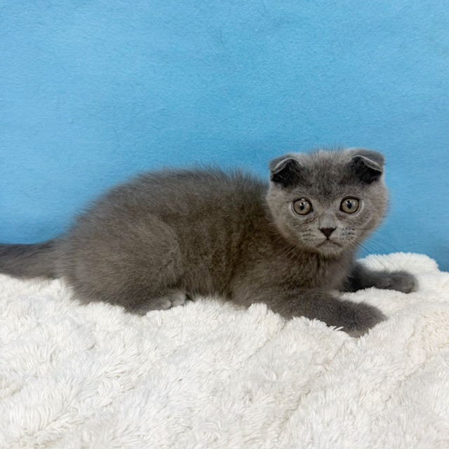 千葉県のスコティッシュフォールド (かねだい四街道店/2025年8月28日生まれ/男の子/ブルー)の子猫の4枚目の画像