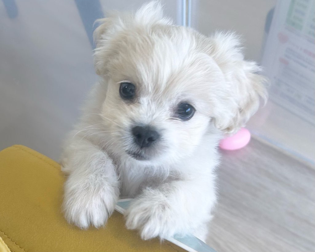 群馬県のハーフ犬・ミックス犬 (かねだいペットトライアル前橋/2025年9月1日生まれ/男の子/クリーム)の子犬の1枚目の画像