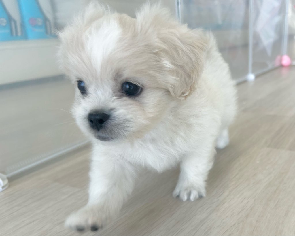 群馬県のハーフ犬・ミックス犬 (かねだいペットトライアル前橋/2025年9月1日生まれ/男の子/クリーム)の子犬の3枚目の画像