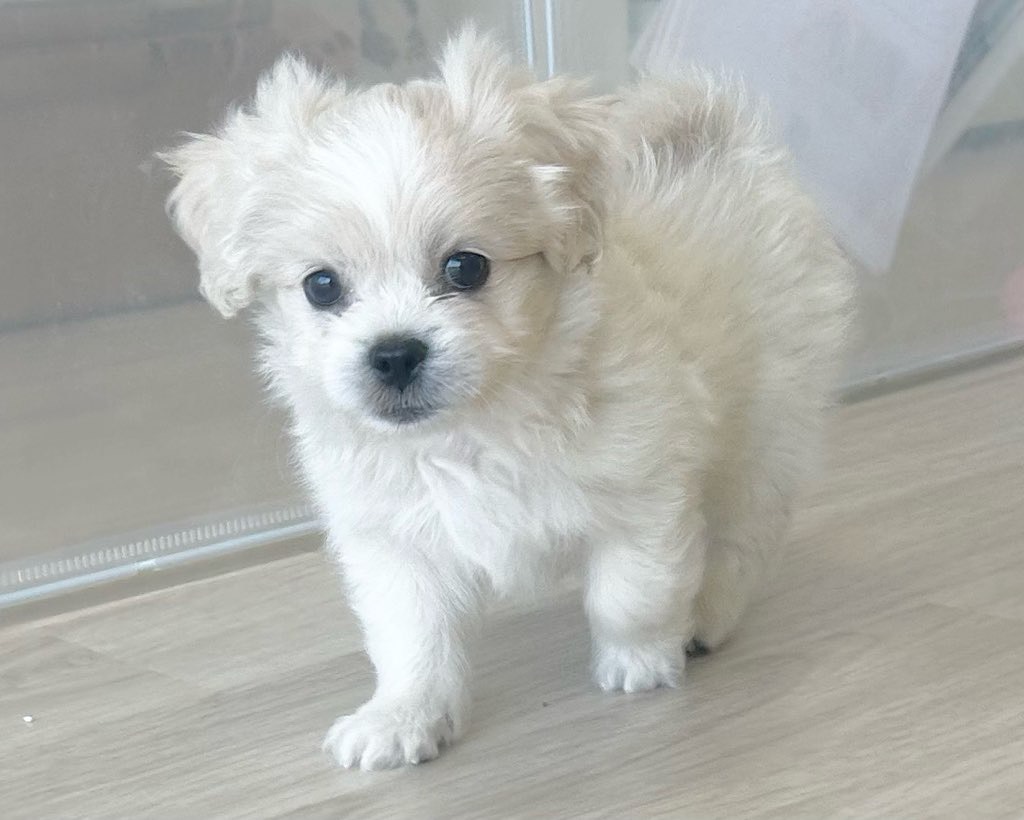 群馬県のハーフ犬・ミックス犬 (かねだいペットトライアル前橋/2025年9月1日生まれ/男の子/クリーム)の子犬の2枚目の画像