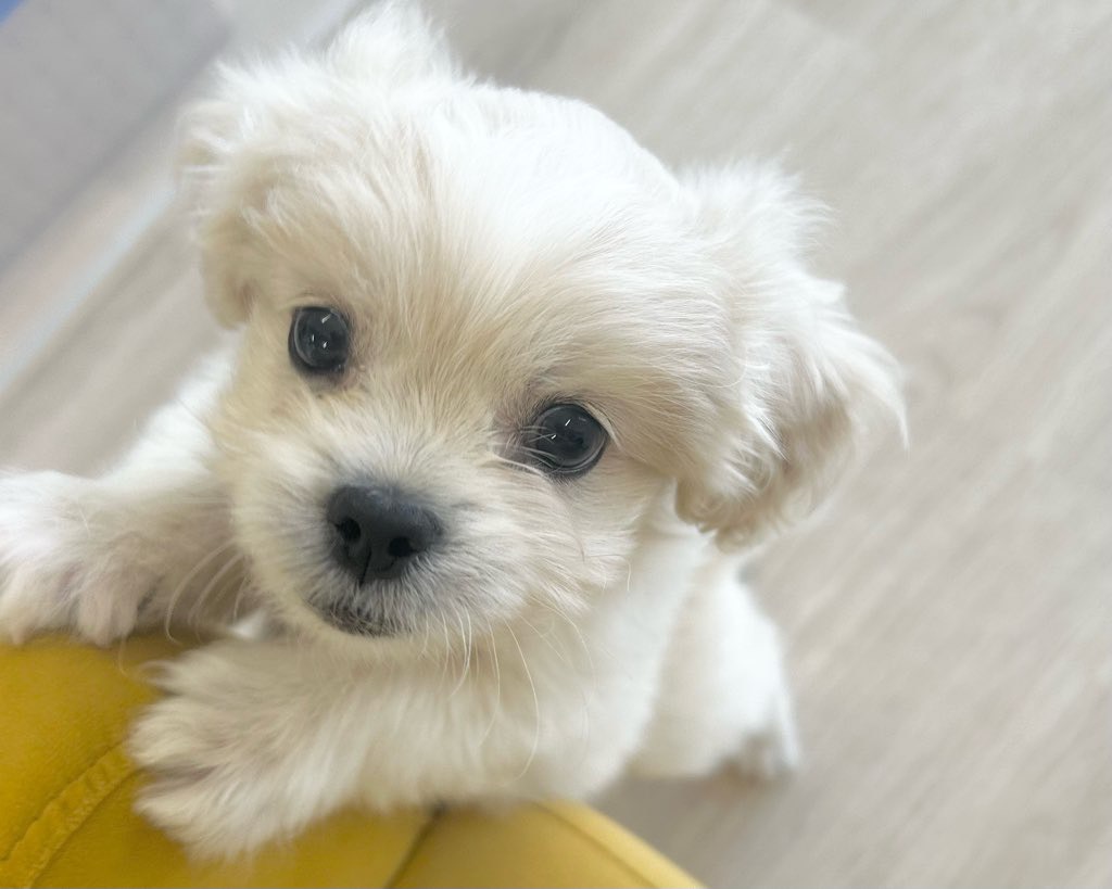 群馬県のハーフ犬・ミックス犬 (かねだいペットトライアル前橋/2025年9月1日生まれ/男の子/クリーム)の子犬の4枚目の画像
