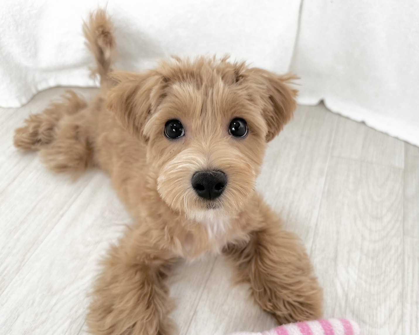 群馬県のマルプー(マルチーズ×プードル) (かねだいペットトライアル桐生/2025年7月14日生まれ/男の子/アプリコット)の子犬の3枚目の画像