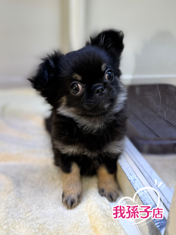 千葉県のポメチワ/チワポメ/ポメチー(ポメラニアン×チワワ) (かねだい我孫子店/2025年8月27日生まれ/男の子/ブラックタン)の子犬の1枚目の画像