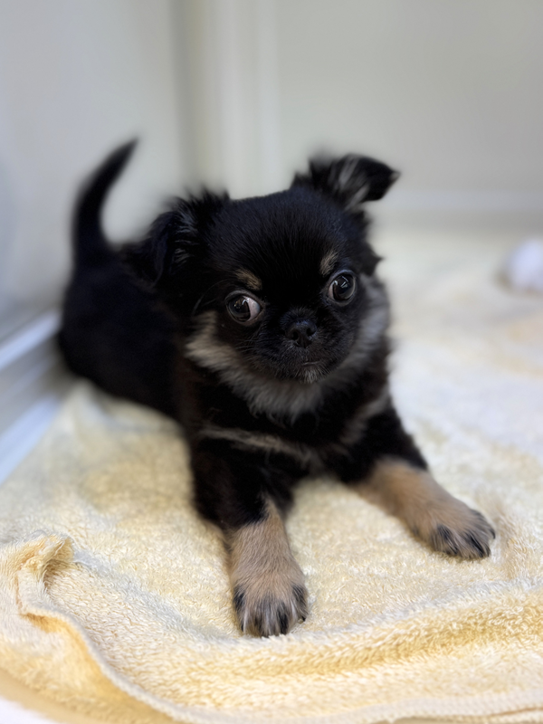 千葉県のポメチワ/チワポメ/ポメチー(ポメラニアン×チワワ) (かねだい我孫子店/2025年8月27日生まれ/男の子/ブラックタン)の子犬の2枚目の画像