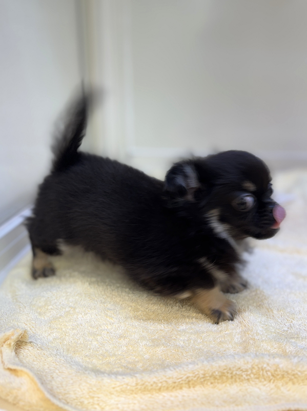 千葉県のポメチワ/チワポメ/ポメチー(ポメラニアン×チワワ) (かねだい我孫子店/2025年8月27日生まれ/男の子/ブラックタン)の子犬の3枚目の画像