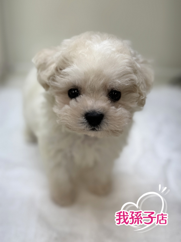 千葉県のビションフリーゼ (かねだい我孫子店/2025年9月10日生まれ/男の子/ホワイト)の子犬の1枚目の画像