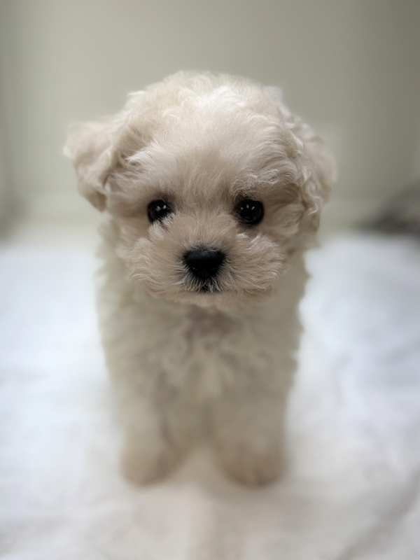 千葉県のビションフリーゼ (かねだい我孫子店/2025年9月10日生まれ/男の子/ホワイト)の子犬の2枚目の画像